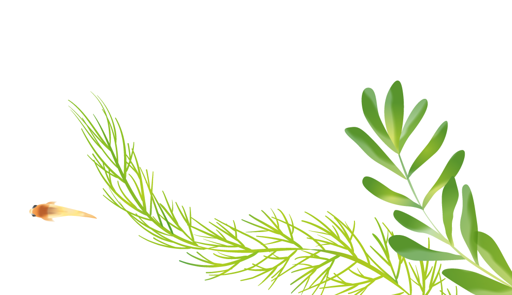 水草・グッピー（魚）